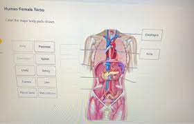 Access to our ebooks online or by storing it on. Solved Human Female Torso Label The Major Body Parts Show Chegg Com