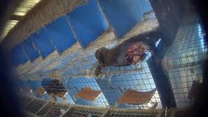 Blue chaos rpg chp 2. Fur Free Alliance Working Together Towards A Fur Free World