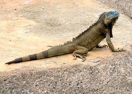 Image result for iguana