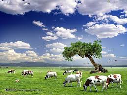 Only the best hd background pictures. Cow Farm Wallpapers Top Free Cow Farm Backgrounds Wallpaperaccess