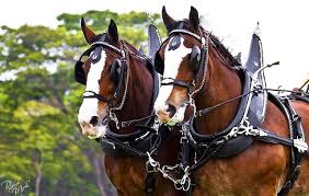 I Love My Job Clydesdale Horses Big Horses Draft Horses