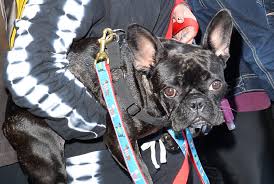 That woman, police said thursday, was mcbride. Lady Gaga S Dog Walker Describes His Harrowing Recovery
