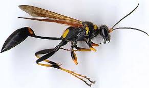 All Black Bug That Looks Like A Wasp Wasps The Pest That Eats Pests Insects Flying Insects Wasp Insect