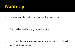 Rate of reaction pogil extension questions answers Ch 43 Review Warm Up Contrast The Functions Of B Cells And T Cells Ppt Download