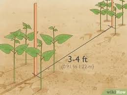 2 benefits of sprouting in cloth. How To Grow Beans In Cotton 14 Steps With Pictures Wikihow