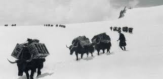 Yaks are cattle and, as such, their care requirements are very similar to those of other domestic cattle. How Yaks And Humans Have Lived In Partnership For Centuries University Of Cambridge