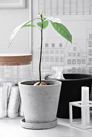 My Avocado Trees A Tale Of Growth Only Deco Love Avocado Tree Avocado Plant Indoor Avocado Tree