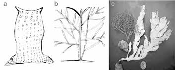 Where does a cell membrane come in contact with water. Types Of Locally Labeled Sea Sponges A Drawing Of A Vase Shaped Download Scientific Diagram