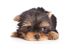 Yorkie Puppy Colors Yorkshire Terrier Puppies Yorkie Yorkie Puppy