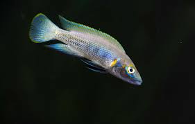 Neolamprologus Nigriventris Kiku Ciklet Baliklari Balik Akvaryum