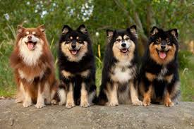 The pilot program, which began wednesday and will be analyzed by researchers at the university of. Dog Breeds Finnish Lapphund Dog Characteristics And Behavior Dogalize