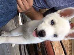 View Ad Details Adn-33294 Blue Eyed White Husky Puppy Dixie Female Husky Puppy Husky Puppies For Sale Puppies For Sale