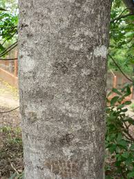 Image result for Ekebergia