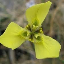 Image result for Moraea bella