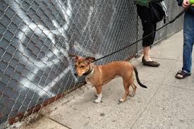 Das ist das neue ebay. How To Adopt A Dog In New York City Fees And Top Shelters