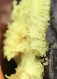 Image result for Xymalos monospora