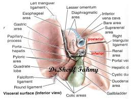 The liver has structural examining the liver from a posterior position, we see that there are in fact four different lobes. The Liver Anatomy Of The Abdomen
