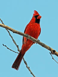 Black And Red Cardinal Bird Northern Cardinal Beautiful Birds Cardinal Birds Pretty Birds