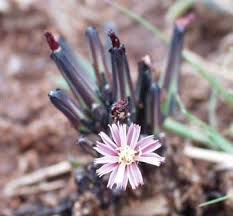 Image result for Launaea rarifolia