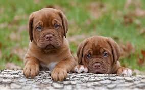 You get a determined dog with intelligence and form that speaks to their many years of breeding. Dogue De Bordeaux Dog Breed Origin Behavior Trainability Facts Photos Puppy Color