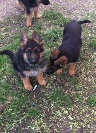 Learn how to housebreak your dog in 6 days for free. German Shepherd Dog Puppy For Sale In Houston Tx Adn 25766 On Puppyfinder Com Gender M German Shepherd Dogs German Shepherd Puppies German Shepherd Training