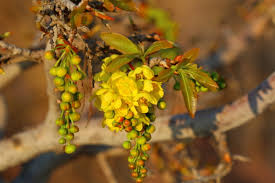 Image result for Ochna pulchra