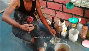Ayam pukul mati, pukul saraf, pukul ko, video ayam tarung 634.410 views1 year ago. 3 Langkah Membuat Ayam Bangkok Lebih Ganas Dari Biasanya Halaman All Kompasiana Com