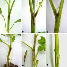 We did not find results for: Pdf A Pith Necrosis Caused By Xanthomonas Perforans On Tomato Plants