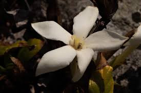 Image result for Leptactina benguelensis