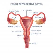 Free Vector Uterus Poster
