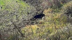 Puglia, ecco il video della pantera nera che si aggira pericolosamente nelle campagne. Avvistata La Pantera Nel Quartiere San Paolo Ricerche Con I Droni Potrebbe Essere Un Esemplare Di Serval