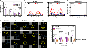 Articles, theses, books, abstracts and court opinions. Stress Fiber Anisotropy Contributes To Force Mode Dependent Chromatin Stretching And Gene Upregulation In Living Cells Nature Communications