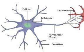 Diese nervenzellen befinden sich im gehirn und dem rückenmark. Die Nervenzelle Und Die Reizleitung Meinstein
