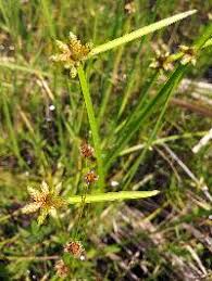 Image result for Schoenoplectiella mucronata