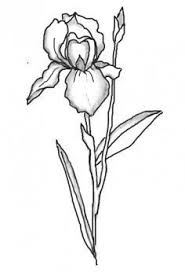 Iris Flower Tattoo Buscar Con Google Iris Drawing Flower Line Drawings Flower Drawing