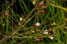 Image result for Endostemon obtusifolius