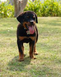 My baby bronson, he's a pit/lab/rott mix and the. Rottweiler Lab Mix Top Facts Guide Animal Corner