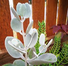 Kalanchoe Page 2 Of 2 Succies Com Au