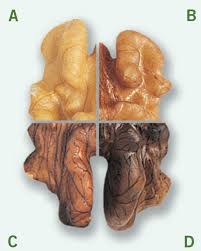 California Walnut Color Chart California Walnuts