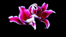 The flower that blooms in adversity is the rarest and most beautiful of all. × walt disney company mulan. Flower Bloom Gifs Tenor
