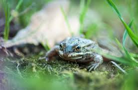 Turn off the backyard lights at night as light attracts bugs and bugs appeal to frogs. How To Get Rid Of Frogs In My Backyard Backyard54 Com