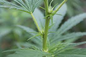 Female Vs Male Hemp Plant What Is The Difference High Grade Hemp Seed