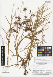 Image result for Pycreus mundtii