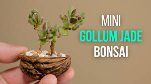 Buat yang belum tau, nemophilist itu artinya kecintaan seseorang thdp kehidupan hutan yang penuh keseruan dan . Jade Plant Bonsai Repotting And Pruning Youtube
