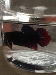 In this video we take a look at our new king betta. Show Me Your Betta Fish Monsterfishkeepers Com