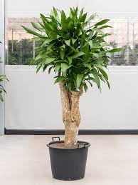 Image result for Dracaena steudneri