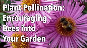 It has advantages too compared to buying a package! Plant Pollination How To Encourage Pollinating Bees Into Your Garden Youtube