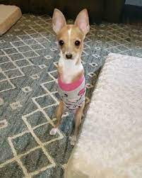 One Pin One Love For This Cutie Video In 2020 Cute Dogs Cute Funny Animals Cute Baby Animals