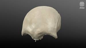 Image result for Frontal Bone