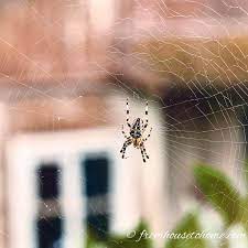 The straps are wider, more shapely. Keep Spiders Out The Best Natural Way To Keep Spiders Out Of Patio Storage Boxes Gardening From House To Home